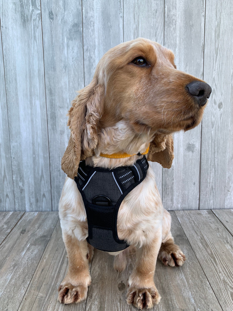 The Cranbery© No Pull Dog Harness